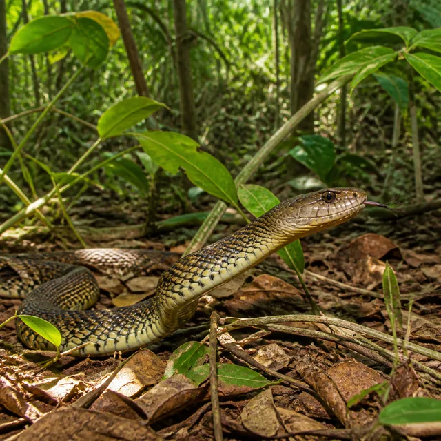 cobra — serpent